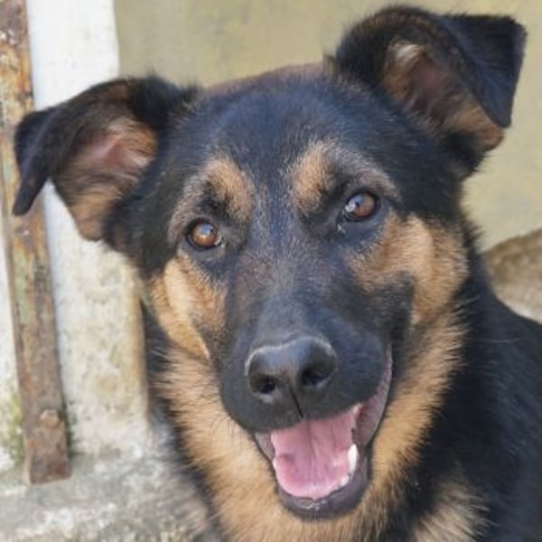 Enid, geb. ca. 06/2025, lebt in GRIECHENLAND, auf einer privaten Pflegestelle