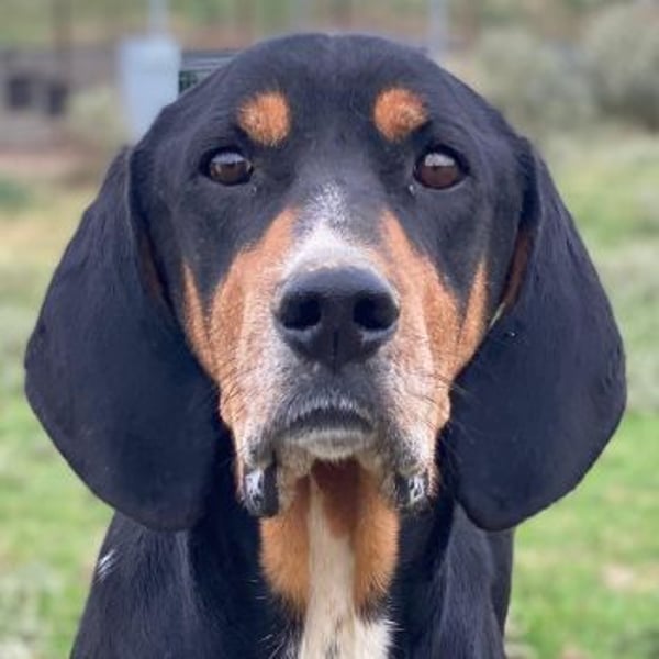 Joker, geb. ca. 11/2021, lebt in GRIECHENLAND, im städt. Tierheim Serres