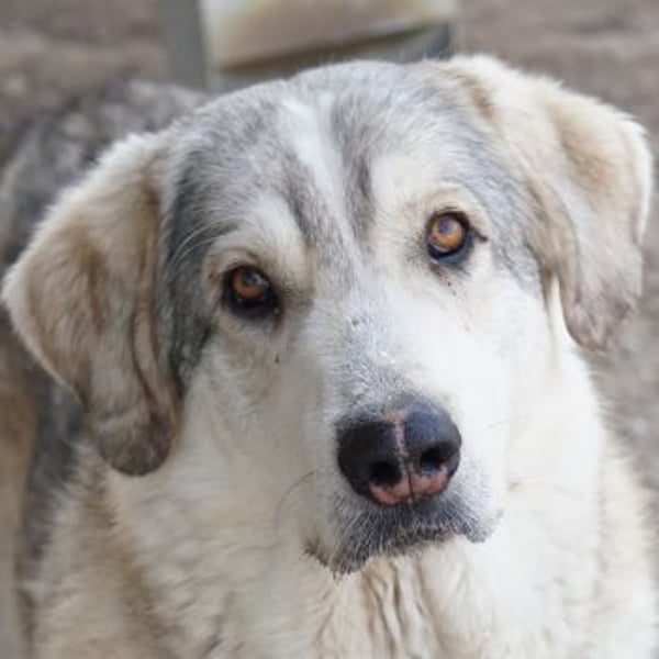 Lykos, geb. ca. 12/2023, lebt in GRIECHENLAND, im städt. Tierheim Serres