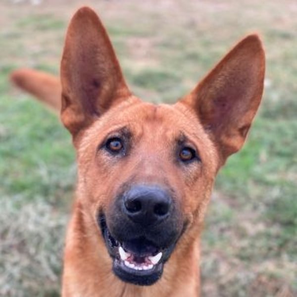 Zylo, geb. ca. 10/2024, lebt in GRIECHENLAND, im städt. Tierheim Serres