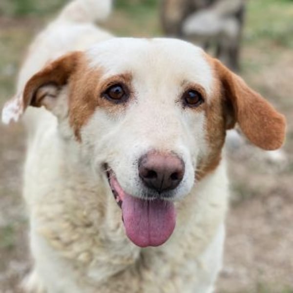 Lucero, geb. ca. 04/2016, lebt in GRIECHENLAND, im städt. Tierheim Serres