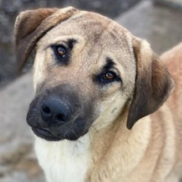 Zira, geb. ca. 02/2025, lebt in GRIECHENLAND, auf einer privaten Pflegestelle