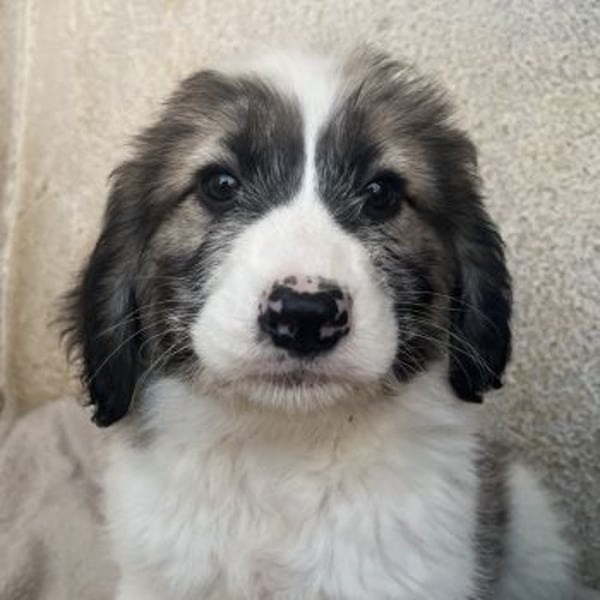 Malor, geb. ca. 09/2025, lebt in GRIECHENLAND, im städt. Tierheim Serres