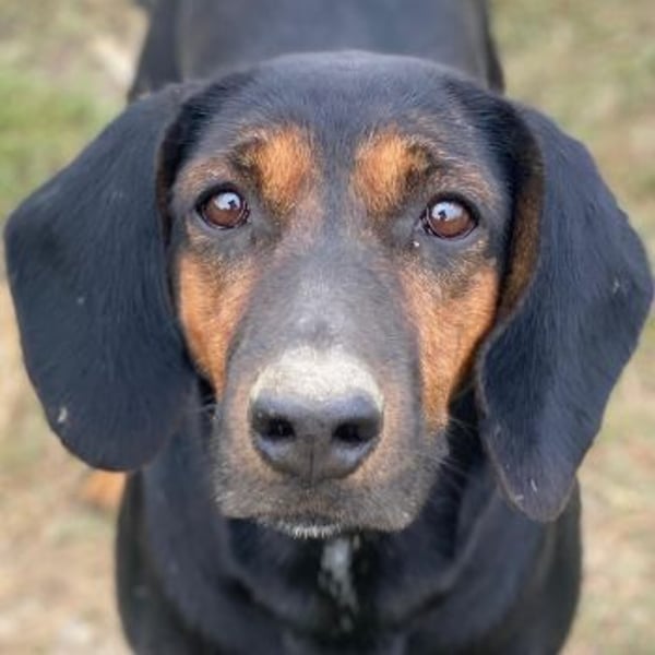 Priska, geb. ca. 08/2021, lebt in GRIECHENLAND, im städt. Tierheim Serres