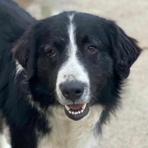 Quentin, geb. ca. 11/2022, lebt in GRIECHENLAND, im städt. Tierheim Serres