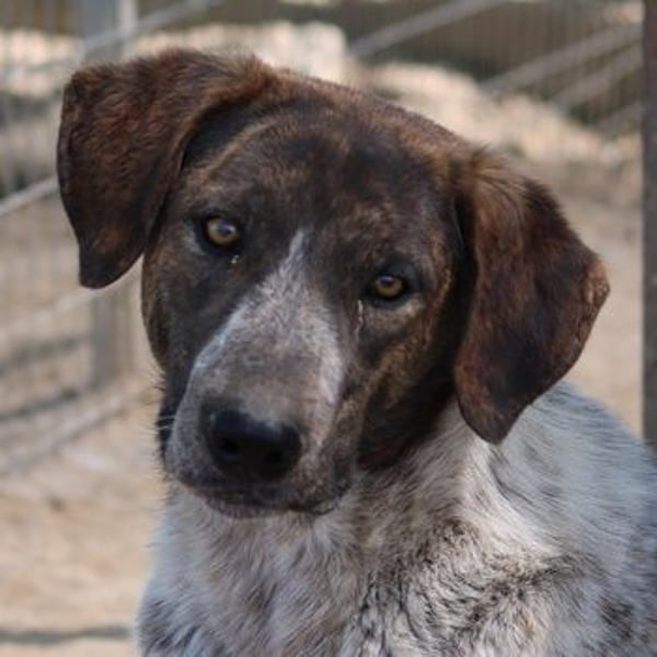 Naxos, geb. ca. 07/2020, lebt in GRIECHENLAND, im städt. Tierheim Serres