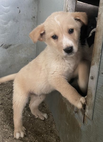 Aydi, geb. ca. 11/2025, lebt in GRIECHENLAND, auf einer privaten Pflegestelle