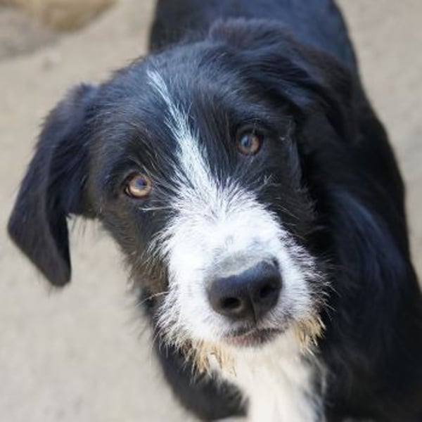 Kasimir, geb. ca. 09/2025, lebt in GRIECHENLAND, auf einer privaten Pflegestelle