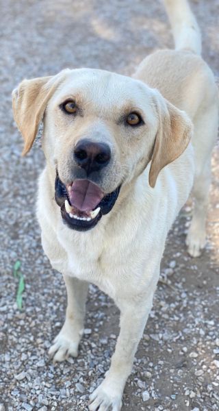 Boq, geb. ca. 07/2023, lebt in GRIECHENLAND, im städt. Tierheim Serres