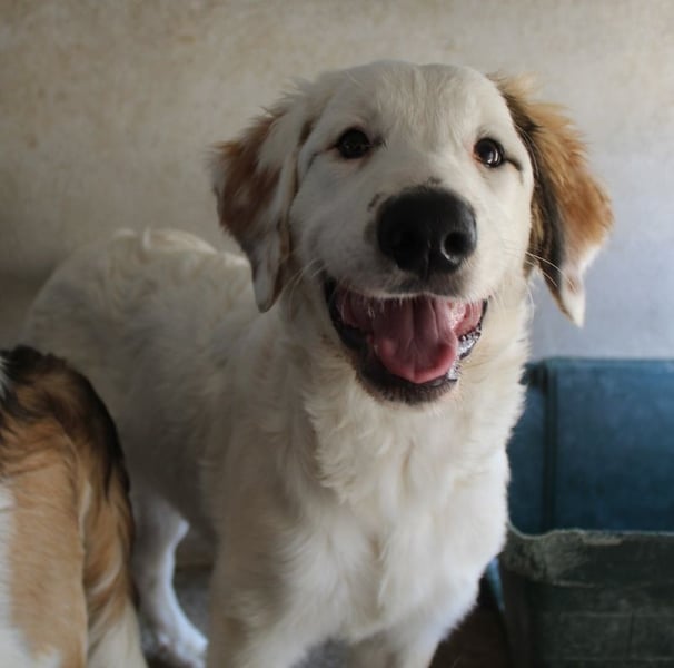 Kembro, geb. ca. 04/2025, lebt in GRIECHENLAND, im städt. Tierheim Serres