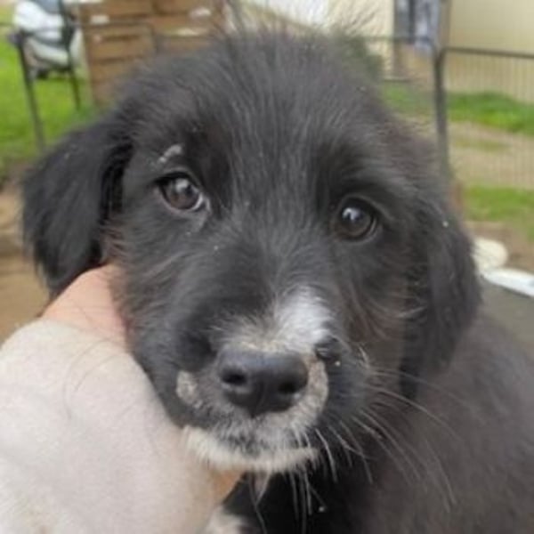 Lisbeth, geb. ca. 09/2025, lebt in GRIECHENLAND, auf einer privaten Pflegestelle