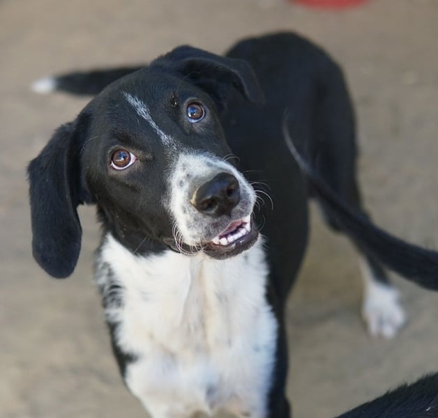 Piko, geb. ca. 01/2025, lebt in GRIECHENLAND, auf einer privaten Pflegestelle