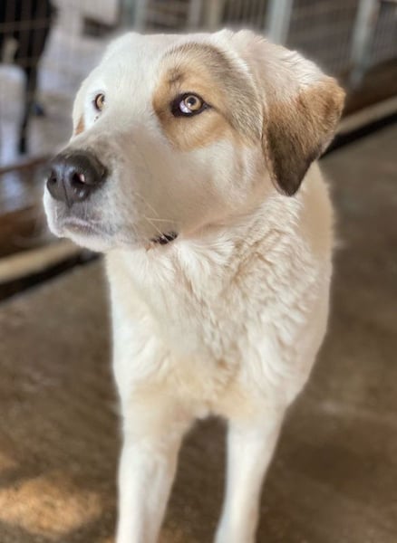 Alfons, geb. ca. 02/2024, lebt in GRIECHENLAND, im städt. Tierheim Serres