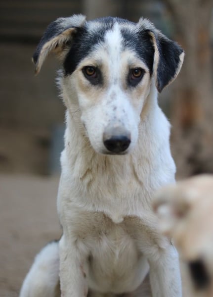 Mona, geb. ca. 01/2024, lebt in GRIECHENLAND, auf einer privaten Pflegestelle