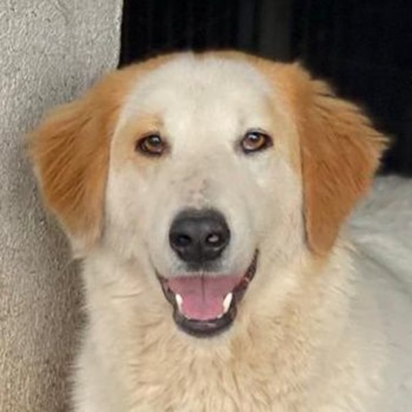 Tobby, geb. ca. 11/2022, lebt in GRIECHENLAND, im städt. Tierheim Serres