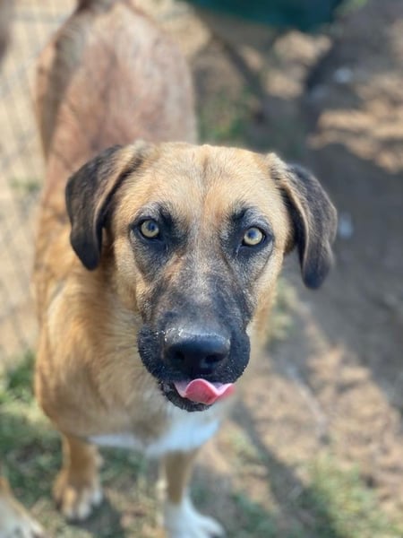 Stübi, geb. ca. 05/2023, lebt in GRIECHENLAND, im städt. Tierheim Serres