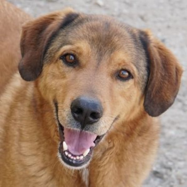 Mikosch, geb. ca. 01/2024, lebt in GRIECHENLAND, im städt. Tierheim Serres