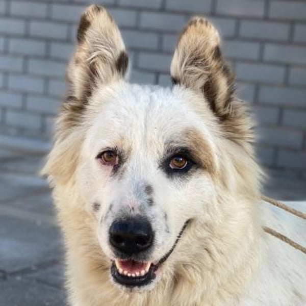 Hope, geb. ca. 03/2024, lebt in GRIECHENLAND, im städt. Tierheim Serres