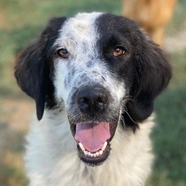 Yuni, geb. ca. 03/2023, lebt in GRIECHENLAND, im städt. Tierheim Serres