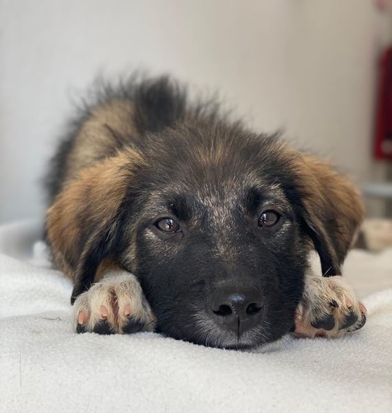 Moglito, geb. ca. 03/2025, lebt in GRIECHENLAND, im städt. Tierheim Serres