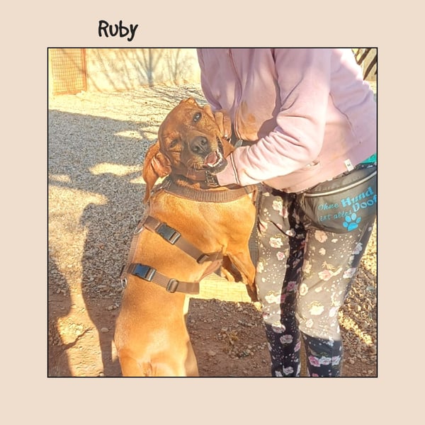 Katzenverträgliche Vizsla Mischlingshündin Ruby: soziale Zaubermaus wartet in Friesenhagen auf DICH!