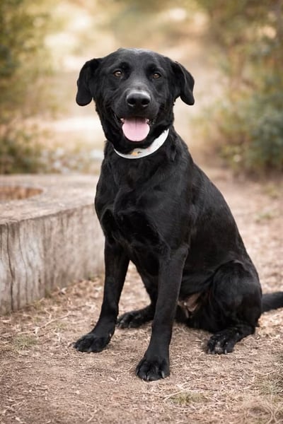 Rosi - wunderschöne Labradormix Hündin, 3 Jahre alt