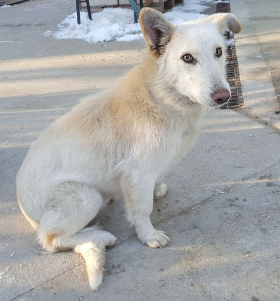 Sean- Treuer Hundemann sucht seine zweite Chance