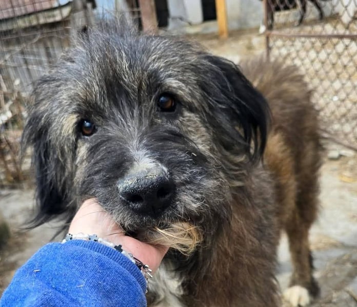 Emil - lieber Hundeopi aus der Tötung