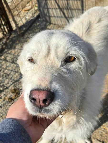 Snowy wartet sehnsüchtig