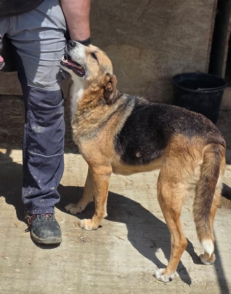 Glorie - von ihrem Besitzer ausgesetzt