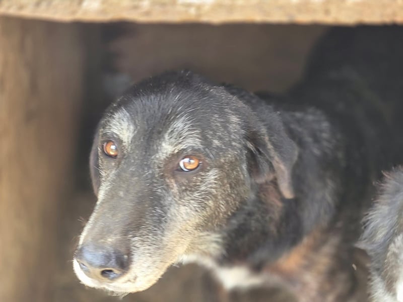 Willi - kam als Welpe ins Shelter