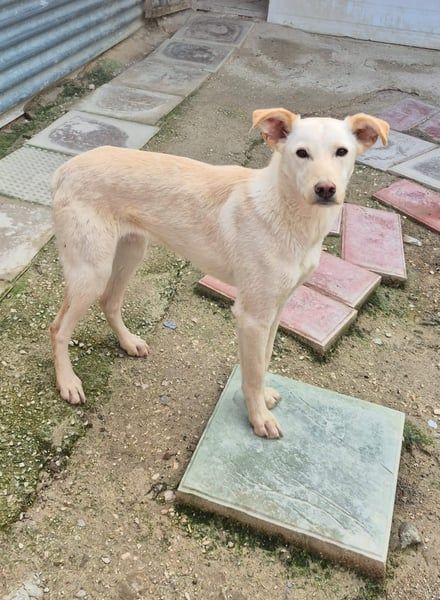 Bombay, unsichtbarer schüchterner Rüde