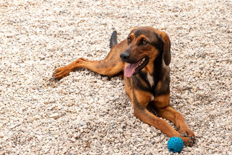 Wirbelwind Mistral sucht aktive Familie