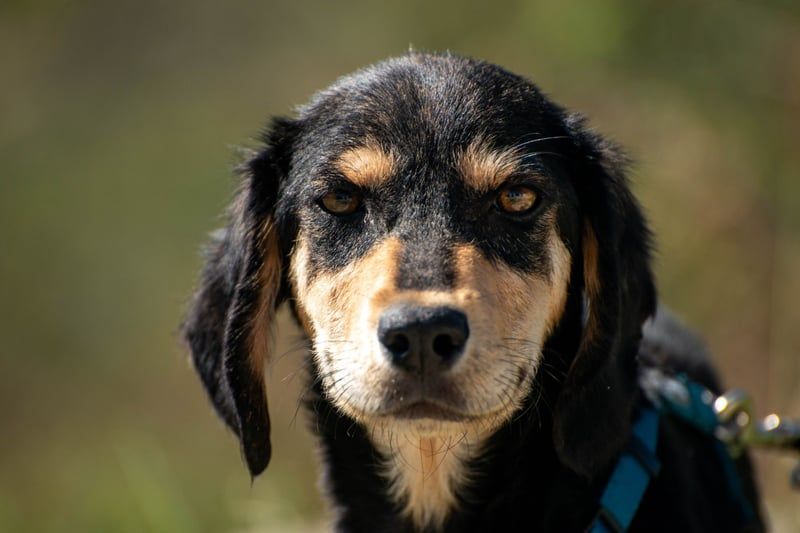 Franzl möchte euer Familienhund werden