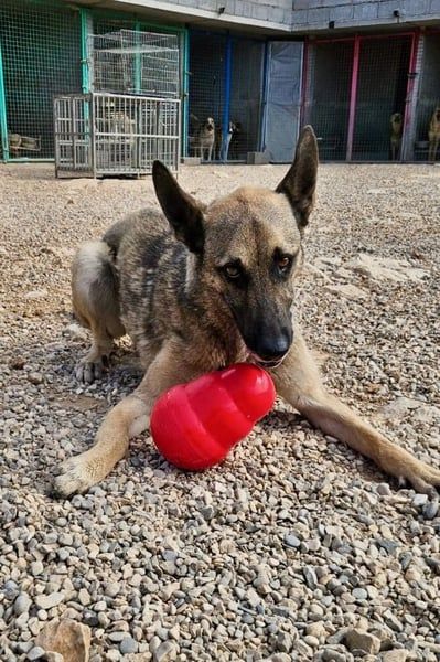 Nuvo – ein Kämpfer mit besonderem Charme sucht ein Zuhause