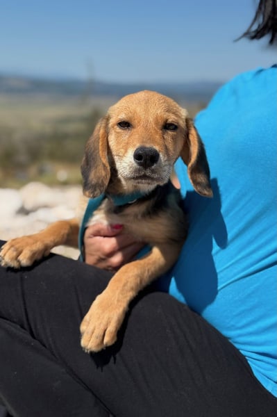 Arlo möchte euer Familienhund werden