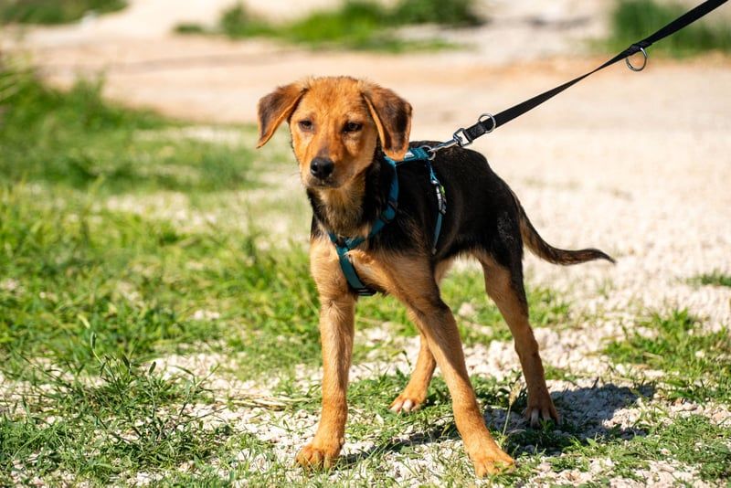 Elara möchte Teil eurer Familie werden