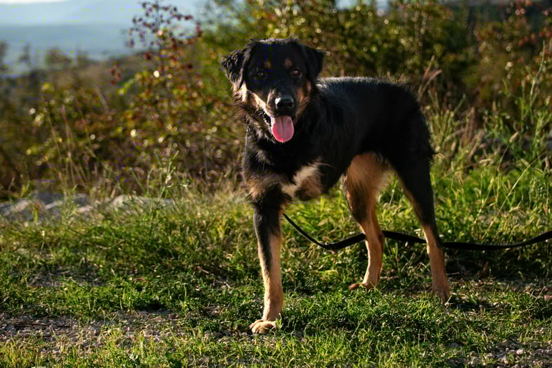 Wundervolle Missy sucht ihr Für-immer-Zuhause