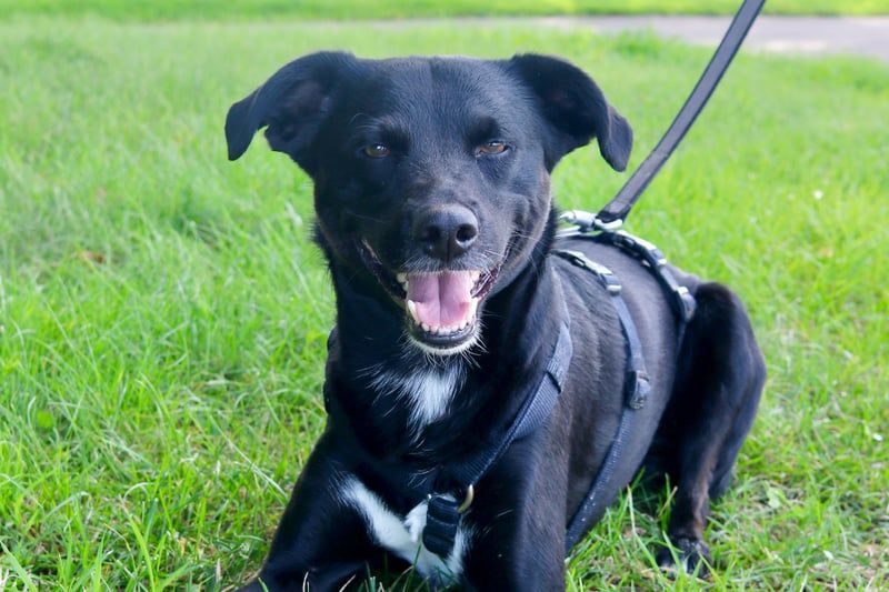 August - Großes Herz sucht Familie für ein dauerhaftes Happy End! (78166 Donaueschingen)