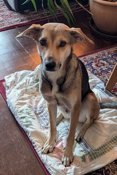 Trusky - sensibler Jungspund sucht Sicherheit (83098 Brannenburg)