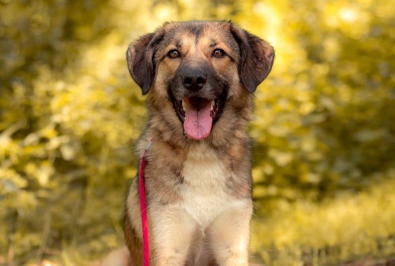 Rey wünscht sich eine eigene Familie (15938 Drahnsdorf)