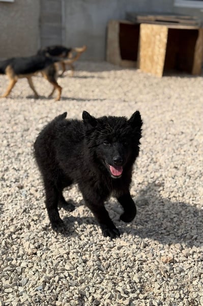 Kiano - Freund fürs Leben gesucht