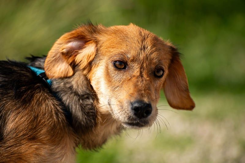 Aimi möchte Teil eurer Familie werden (81539 München)