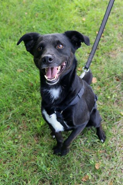 August - Großes Herz sucht Familie für ein dauerhaftes Happy End! (78166 Donaueschingen)