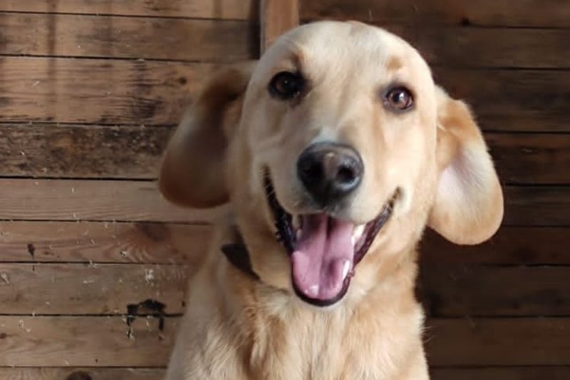 Charlie - Wer nimmt sich Zeit, ihn kennenzulernen? (07806 Weira)