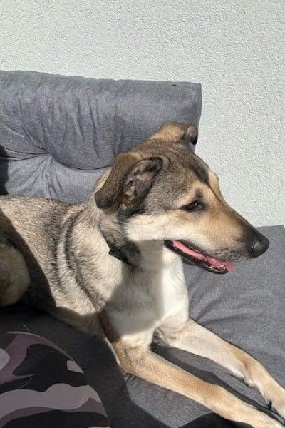 Ahri wünscht sich eine Familie für immer (51145 Köln)