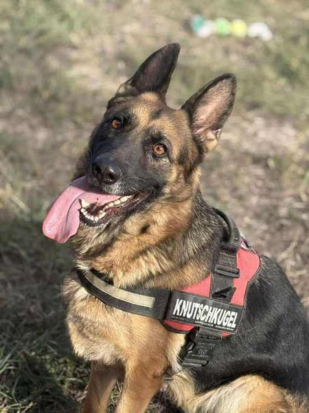 Zoé sucht endlich ein warmes Körbchen, evtl. bei Dir?