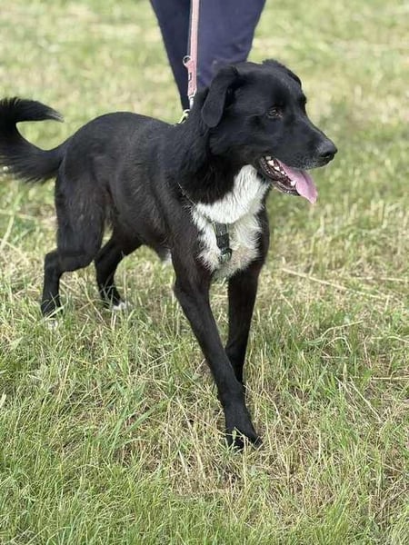 Rocky, der Ball-Junkie