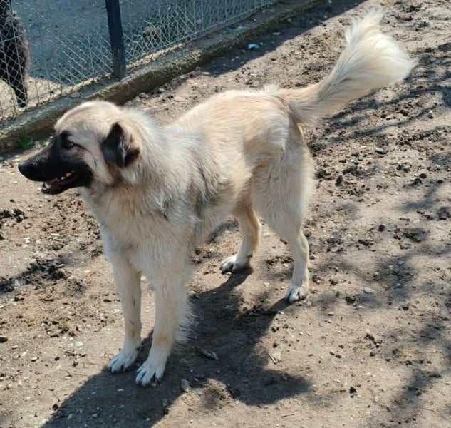 Traumjunge „Kojo“ – ist auf der Suche nach seinem Glück