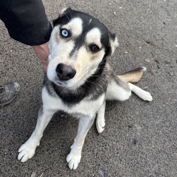 KAYA - HÜBSCHE HUSKYDAME